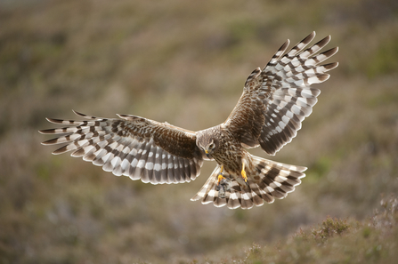 Female hen harrier – Mark Hamblin 