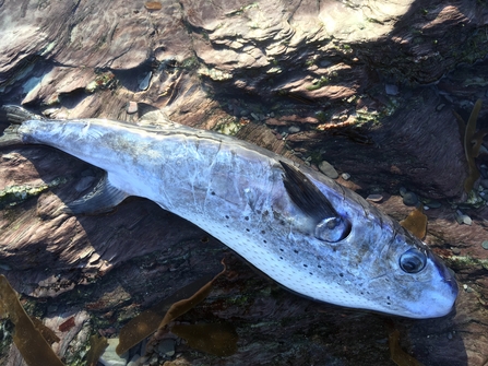 Pufferfish stranded by Dave Drew, Cornwall Wildlife Trust