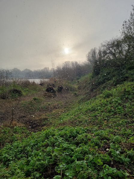 Pollarding willow at Lackford Lakes - Joe Bell-Tye