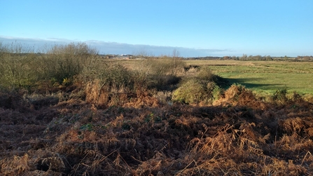 Snape Marshes – Andrew Excell 