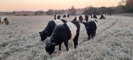 ‘Belties’ in the morning frost at Carlton Marshes – Gavin Durrant