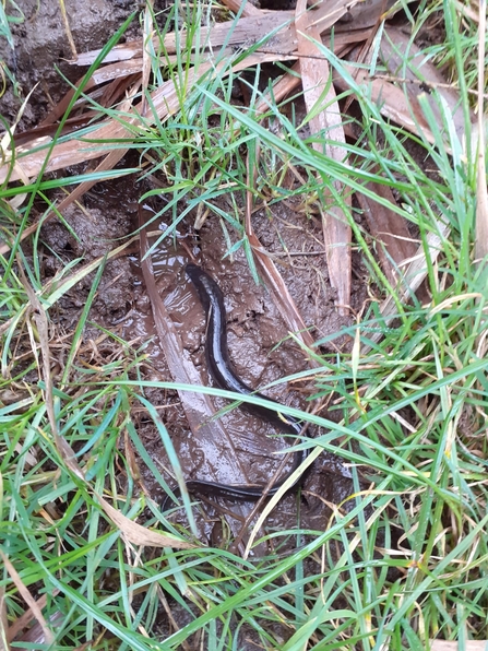 Eel at Sizewell Belts - Carl Ansell