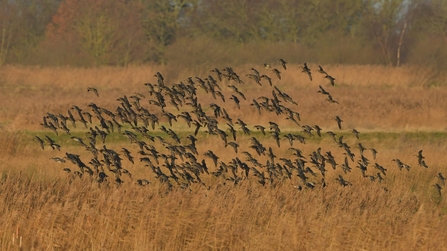 Flock of teal at Carlton Marshes – Gavin Durrant