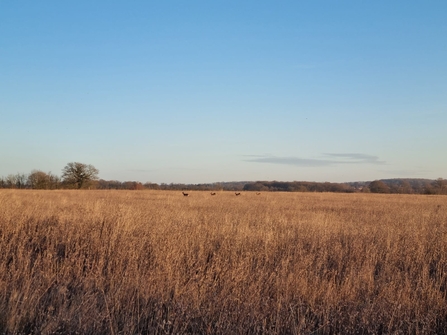 Roe Deer, Black Bourn Valley, Joe Bell-Tye