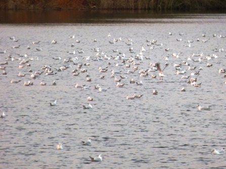 gulls on sailing lake
