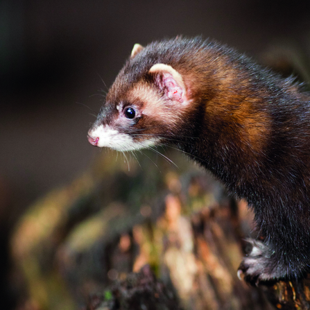 Polecat - Alamy