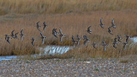 Ringed plover and dunlin at Dingle Marshes - Gavin Durrant