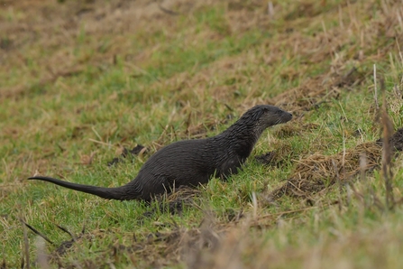 Otter at Peto's Marsh - Gavin Durrant