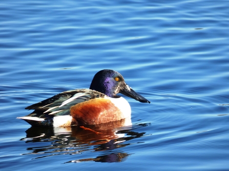 Shoveler