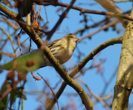 siskin