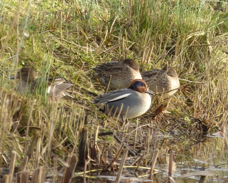 teal resting