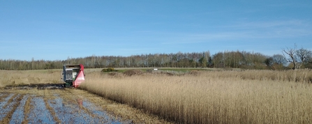 Softrak work at Hen Reedbeds - Dan Doughty