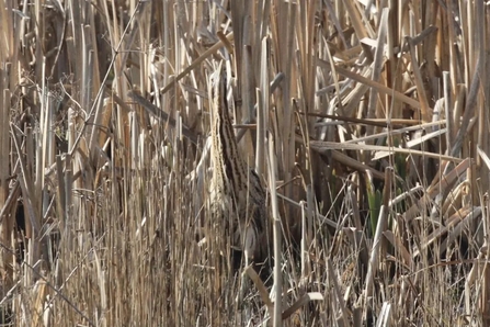 Bittern - Peter Boyden  