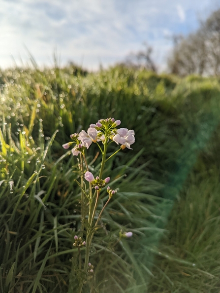 Cuckoo flower at Church Farm Marshes – Jamie Smith 