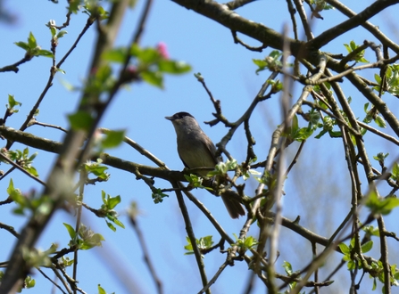 blackcap