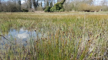 Thelnetham Fen black bog rush - Debs Crawford