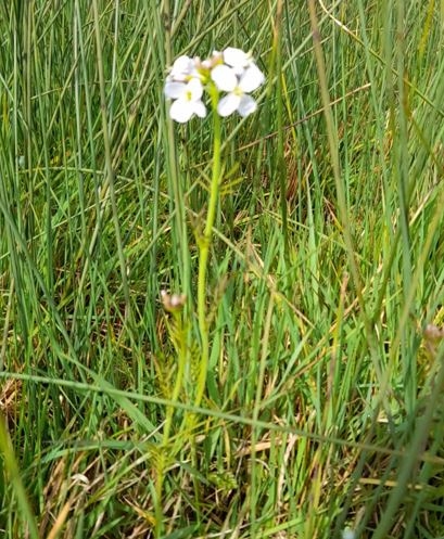 Cuckooflower at Carlton Marshes – Gavin Durrant