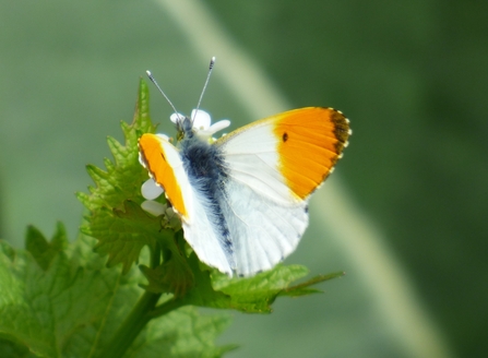 orange-tip butterfly