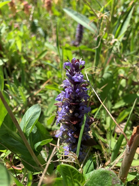 Bugle in wild patch of lawn - Sarah Groves