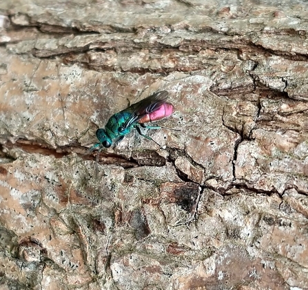 Ruby-tailed wasp at Oulton Marshes - Dan Doughty