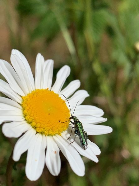 Thick legged flower beetle on ox-eye daisy - Sarah Groves
