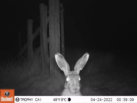 Hare at Castle Marshes