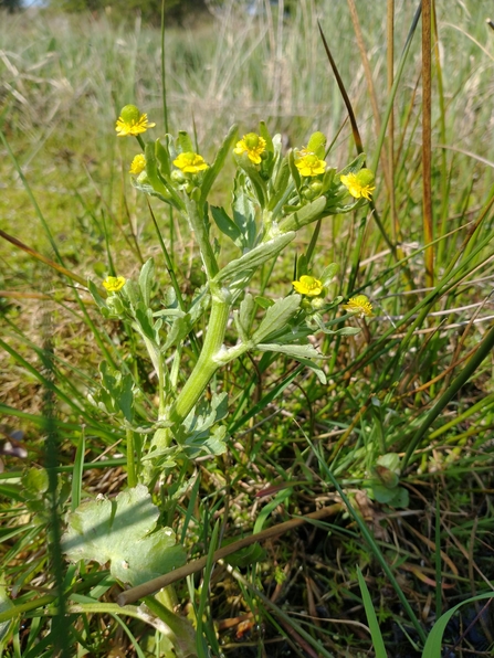 Celery-leaved buttercup at Darsham Marshes – Jamie Smith 