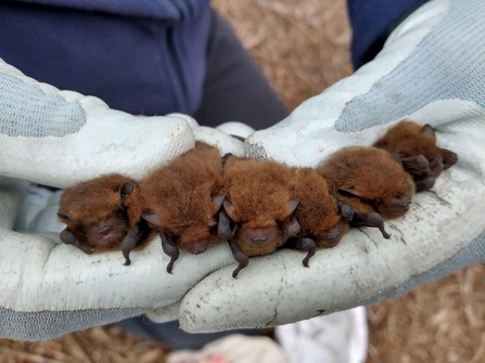 Bat surveys at Lound Lakes – Andrew Hickinbotham 