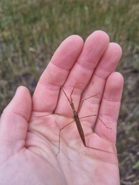 Water stick insect at Roydon Fen – Joe Bell-Tye 