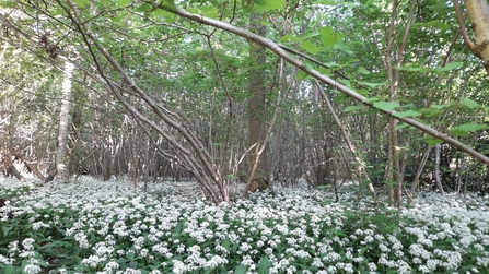 Wild garlic at Bradfield Woods – Alex Lack 