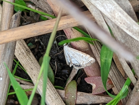 Ringed China-mark moth – Jamie Smith 