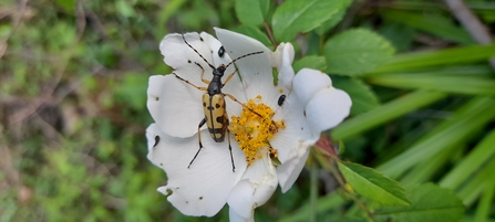 Black and Yellow Longhorn beetle - Rutpela maculata