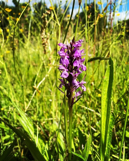 Southern Marsh Orchid