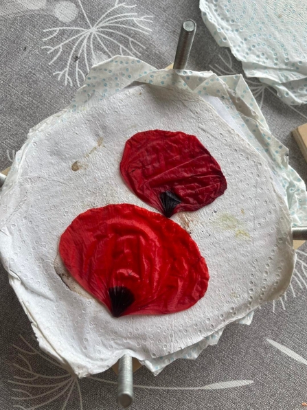 Two poppy petals laid on a flower press
