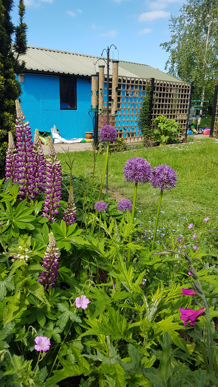 Garden flower border - Cathy Smith