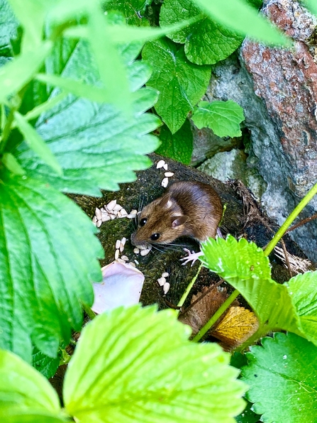 Wood mouse eating sunflower seeds