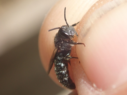 Little dark bee or Stelis breviuscula at Lackford Lakes - Hawk Honey