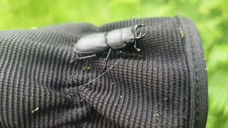 Male lesser stag beetle at Newbourne Springs - Rachel Norman