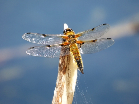 four-spotted chaser