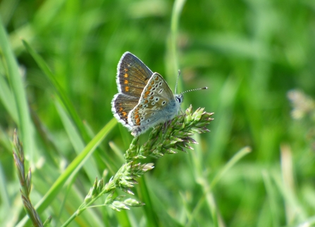 brown argus