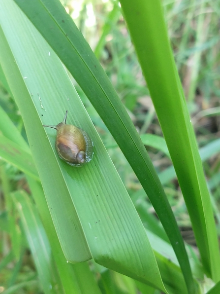 Amber snail – Jamie Smith 