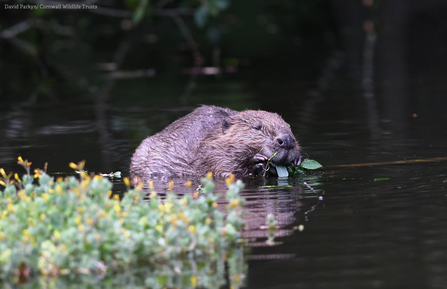 Beaver, David Parkyn