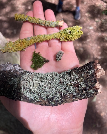 Faye holding the different types of lichen she found at foxburrow farm