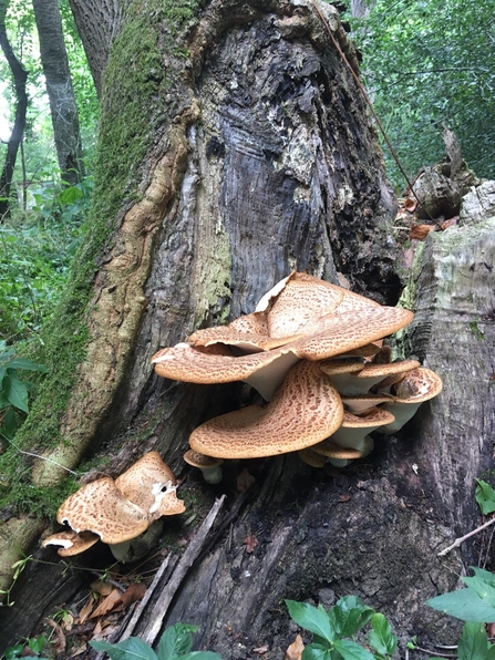 Dryads saddle - Will Cranstoun 