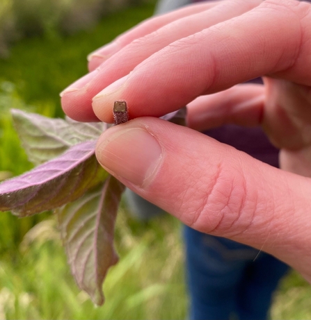 The square stem of mint. 