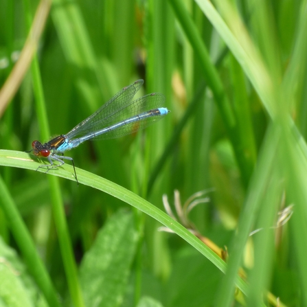 red-eyed damselfly