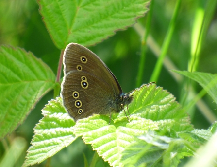 ringlet