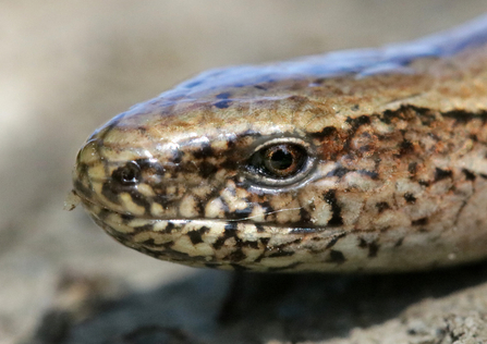 Slow worm. Credit: Jim Higham