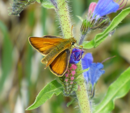 skipper