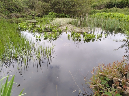 Wildlife pond - Sam Hanks